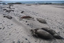 Dead elephant seals at Punta Delgada in Argentina last October.Credit...