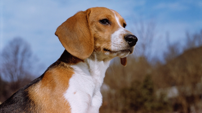 Beagle Breeders Use CHIC as a Selective Breeding Tool - Purina